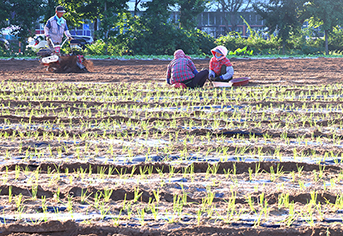 농촌의 고통스러운 일손 부족, 공공이 책임진다: 2030년까지 60% 공급 목표